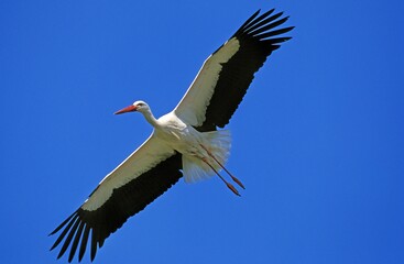 White Stork, ciconia ciconia, Adult in Flight against Blue Sky, Alsace in France