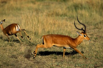 Impala, aepyceros melampus, Male running, Kenya