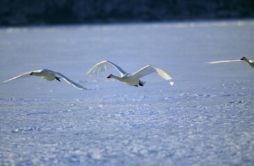 Whooper Swan, cygnus cygnus, Group in Flight above a Frozen Lake, Hokkaido Island in Japan