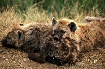 Spotted Hyena, crocuta crocuta, Adults sleeping, Masai Mara Park in Kenya