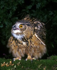European Eagle Owl, bubo bubo, Adult in Defensive Posture