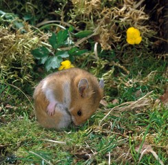 Golden Hamster, mesocricetus auratus, Adult Grooming