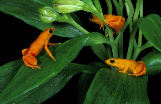 Golden Mantella Frog, mantella aurantiaca, Adults standing on Branch