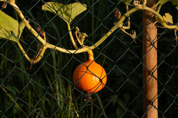 A small Pumpkin behind a Garden Fence