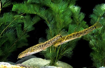 Spined Loach, cobitis taenia