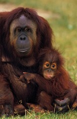 Orang Utan, pongo pygmaeus, Female with Young sitting on Grass