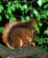 Red Squirrel, sciurus vulgaris, Male standing on Branch, Licking its Paw