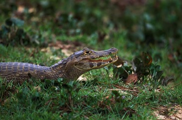 Broad Nosed Caiman, caiman latirostris, Adult standing on Grass, Pantanl in Brazil