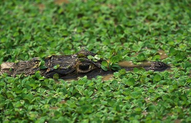 Broad Nosed Caiman, caiman latirostris, Adult standing in Swamp, Pantanl in Brazil