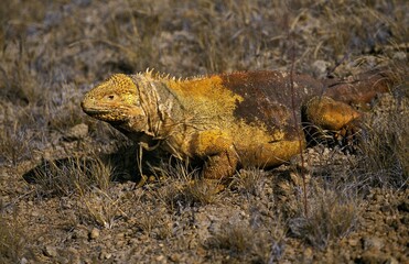 Galapagos Land Iguana, conolophus subcristatus, Adult, Galapagos Islands