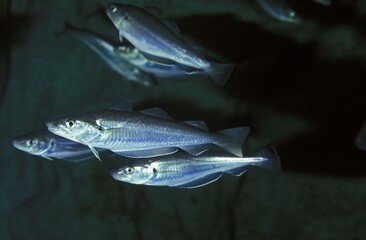 Whiting, merlangius merlangus