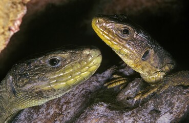 Ocellated Lizard, lacerta lepida, Portrait of Adults