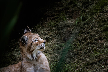 Magnifique lynx de Sibérie