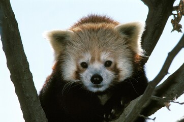 Red Panda, ailurus fulgens, Portrait of Adult