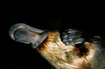 Platypus, ornithorhynchus anatinus, Adult underwater view, Australia