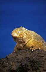 Galapagos Land Iguana, conolophus subcristatus, Adult standing on Rocks, Galapagos Islands