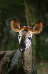 Okapi, okapia johnstoni, Portrait of Adult