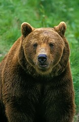 Fototapeta na wymiar Brown Bear, ursus arctos, Portrait of Adult