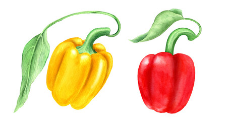 Set of two yellow and red bell peppers with green leaves isolated on a white background watercolor illustration suitable for food design