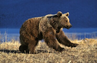 Grizzly Bear, ursus arctos horribilis, Adult running, Alaska
