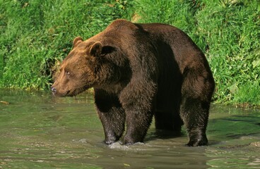 Obraz na płótnie Canvas Brown Bear, ursus arctos, Adult standing in Water