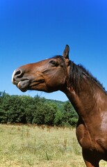 Cob Normand Horse, Draft horse