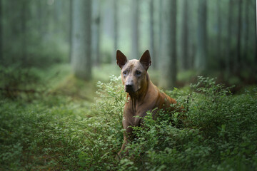 dog in the forest. Red-haired Thai Ridgeback in nature.