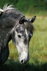 Lipizzan Horse, Portrait of Adult