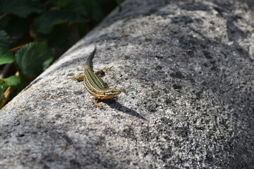 Lagartija de Ibiza