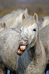 Camargue Horse with Funny Face, Saintes Marie de la Mer in the South of France