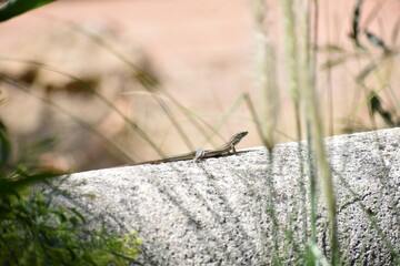 Lagartija de Ibiza
