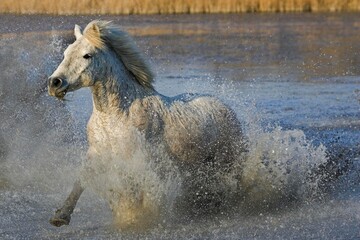 Camargue Horse Galloping in Swamp, Saintes Marie de la Mer in the South of France