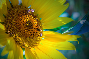 Kwiat słonecznika i Dwie Pszczoły