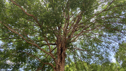Bottom view to the tree background