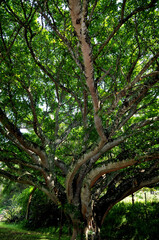 Obraz premium Beautiful circular pattern of milkwood branches and vivid green leaves