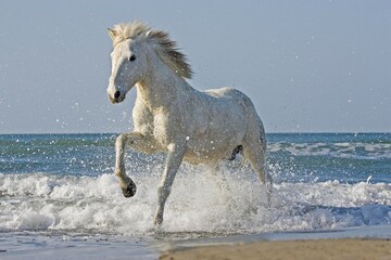 Naklejka na ściany i meble Camargue Horse Galloping on the Beach, Saintes Marie de la Mer in the South of France