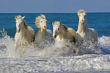 Fototapeta premium Camargue Horses, Herd Galloping on the Beach, Saintes Marie de la Mer in the South of France