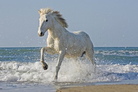 Camargue Horse Galloping on the Beach, Saintes Marie de la Mer in the South of France
