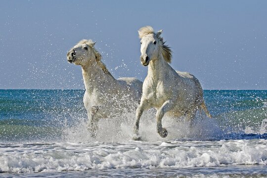 Camargue Horses Galloping on the Beach, Saintes Marie de la Mer in the South of France