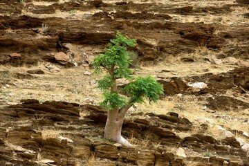 Kobas Tree, cyphostemma currorii, Namib Desert near Walvis Bay, Namibia