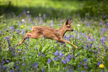 Roe Deer, capreolus capreolus, Fawn with Flowers, Normandy
