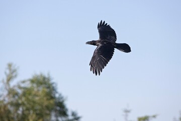 Common Raven, corvus corax, Adult in Flight against Blue Sky