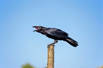Common Raven, corvus corax, Adult calling out, against Blue Sky
