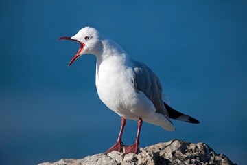 Hartlaub's Gull or king Gull, larus hartlaubii, Adult standing on Rock, Calling out, Hermanus in South Africa
