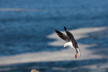 Hartlaub's Gull or king Gull, larus hartlaubii, Adult in Flight, Hermanus in South Africa