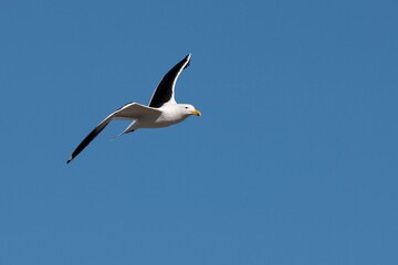 Kelp Gull, larus dominicanus, Adult in Flight, False Bay in South Africa