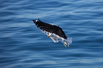 Kelp Gull, larus dominicanus, Adult in Flight, False Bay in South Africa