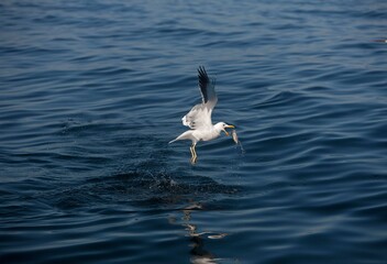 Fototapeta na wymiar Kelp Gull, larus dominicanus, Adult in Flight, Catching Fish, False Bay in South Africa