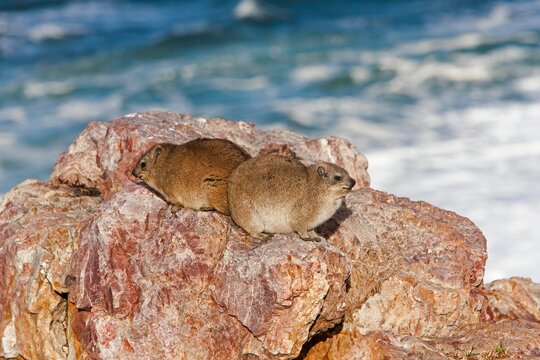 Rock Hyrax or Cape Hyrax, procavia capensis, Adults standing on Rocks, Hermanus in South Africa