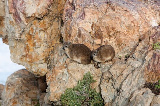 Rock Hyrax or Cape Hyrax, procavia capensis, Adults standing on Rocks, Hermanus in South Africa